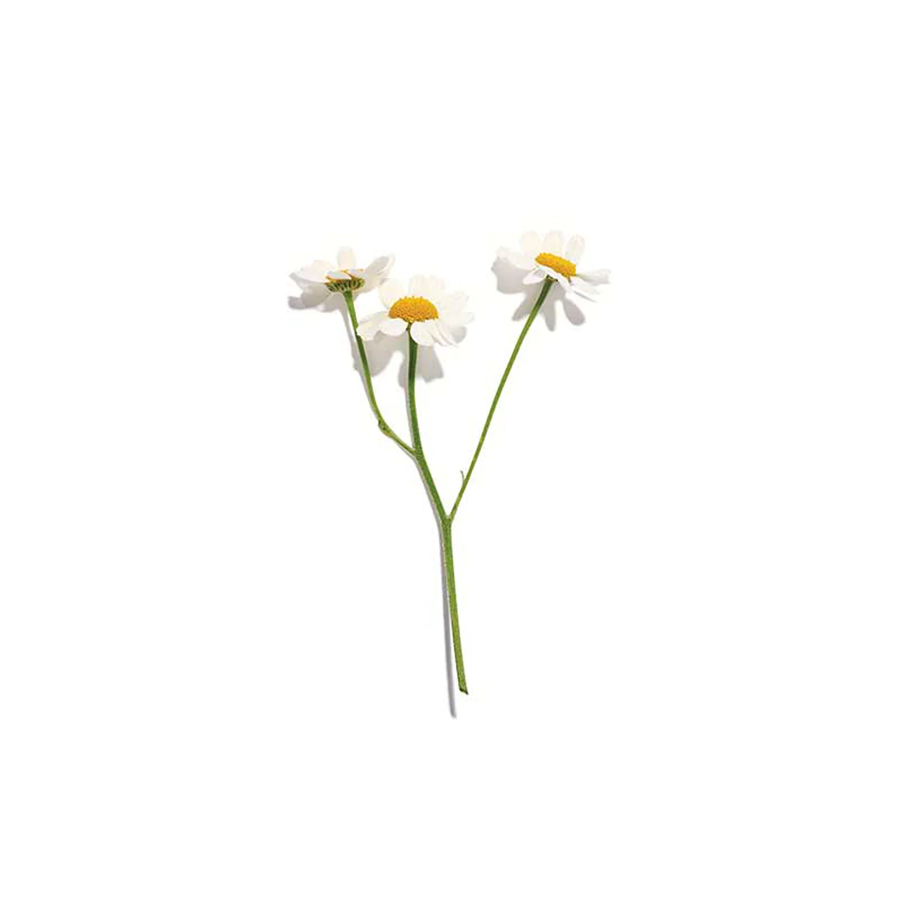 Chamomile Tea - Image 3